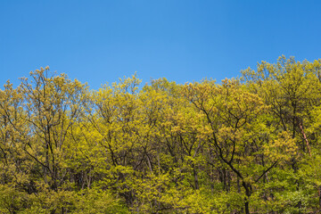 Naklejka premium If you go hiking in Korea, you can meet such beautiful scenery.