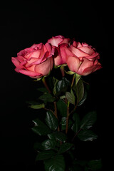 red rose on black background