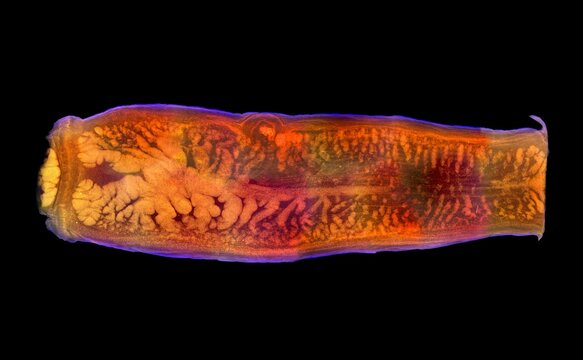 Tapeworm segment, Taenia saginata gravid proglottid with clear structures intestinal parasite