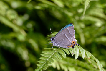翅を閉じたジョウザンミドリシジミの雌（北海道・層雲峡）
