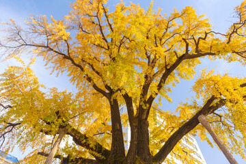 Naklejka premium Autumn landscape of Hanyang tree park in Wuhan, Hubei