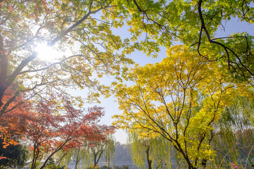 Hubei Wuhan East Lake Scenic Area Late Autumn Scenery