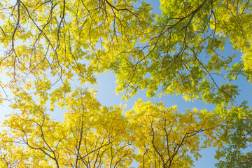 Obraz premium Hubei Wuhan East Lake Scenic Area Late Autumn Scenery