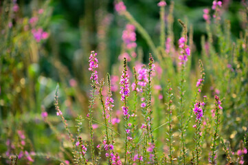 Obraz premium Wild plants in the field close-up background