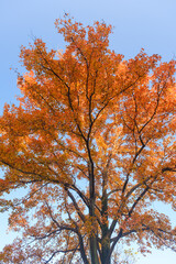 Hubei Wuhan East Lake Scenic Area Late Autumn Scenery