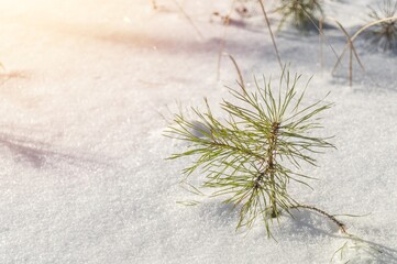 A sprout of a young pine tree sticks out from under the snow. Winter landscape with coniferous wood. Selective focus