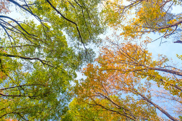 Hubei Wuhan East Lake Scenic Area Late Autumn Scenery