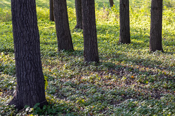 Stunning views of wetland Park in autumn