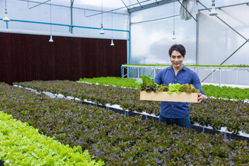 Asian local farmer growing their own green oak salad lettuce in the greenhouse using hydroponics...