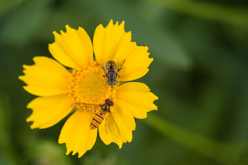 Aphid flies and bees forage for honey on flowers