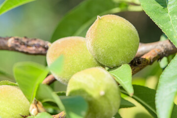 Wild peaches and apricots are growing in the field