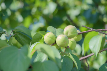 Wild peaches and apricots are growing in the field