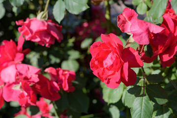 Fototapeta na wymiar Close-up of roses blooming in summer