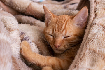 Cute ginger kitten sleeping in a blanket