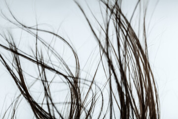 Windy hair. Abstract close up hairs on white background.