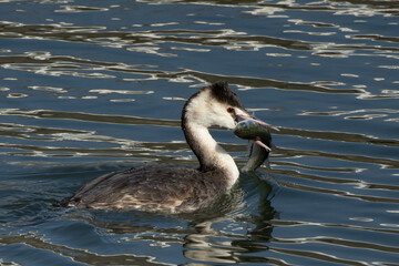 魚を見つけたカンムリカイツブリ