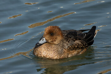 漂うヒドリガモ