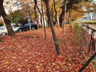 수원의 가을공원