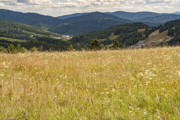 Mesmerizing landscape view with beautiful wildflowers and background with dense greenery