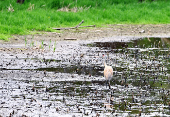 Sandhill Crane in Mud