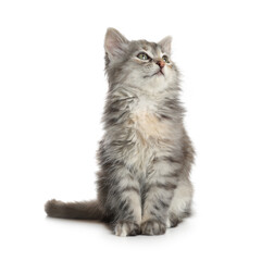 Cute fluffy kitten on white background. Baby animal