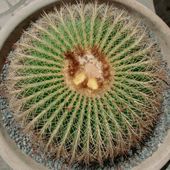 cactus in the garden