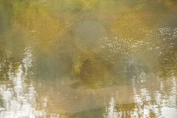 blurred image of natural background from water and plants