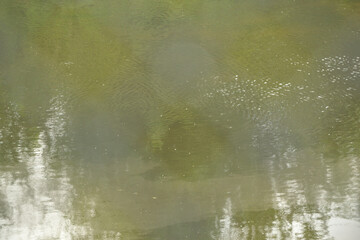 blurred image of natural background from water and plants