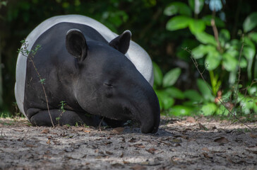 black and white tapir