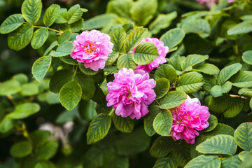 Fototapeta premium Rose branch with large pink flowers