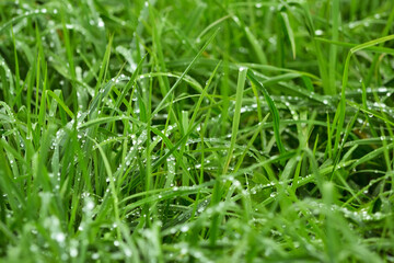 Fresh green nature landscape with grass and water droplets.