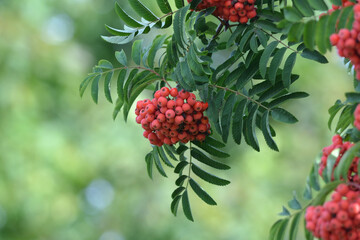 Rowan In Autumn With Red Berries.