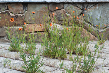Poppies on the background of a stone wall.