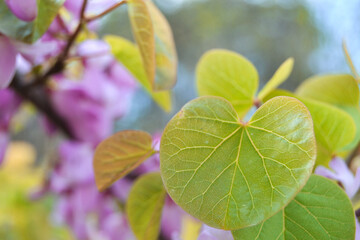Closeup of green Almond leaf with blurred natural background. Selective focus.