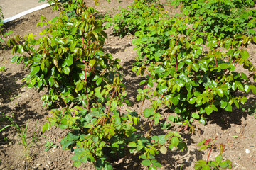 Young rose bushes in garden