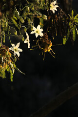 New Zealand Clematis Paniculata against black background in early morning sunlight