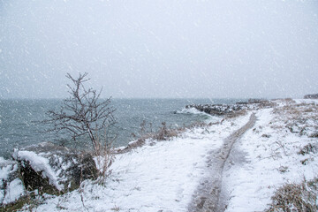 A lone barren tree stands by the shore of Lake Ontario in Colonel Samuel Smith Park in Etobicoke...