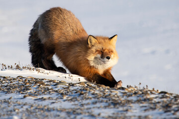 Red Fox in Northern Alaska on the frozen tundra