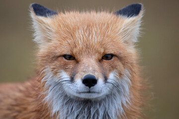 Red Fox in Northern Alaska on the frozen tundra