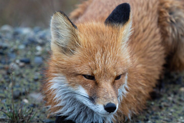 Red Fox in Northern Alaska on the frozen tundra
