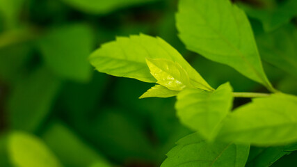 green tropical plant leaves, natural background texture or wallpaper, closeup taken in shallow depth of field, macro