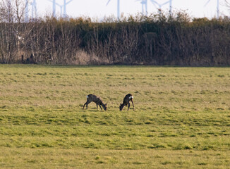Deer in a green field on a sunny day © Crin Adelin/Wirestock