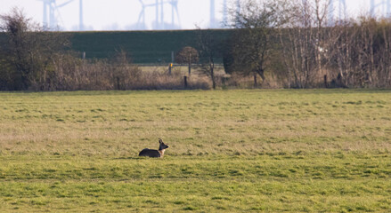 Deer in a green field on a sunny day