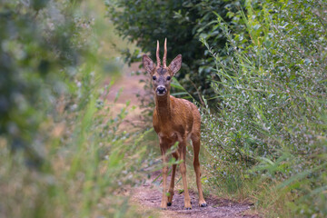 Young deer in wilderness looking to the camera © Crin Adelin/Wirestock