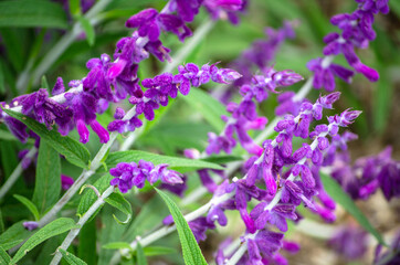 Rosmarinus officinalis or Rosemary with its beautiful purple flowers in a botanic garden.