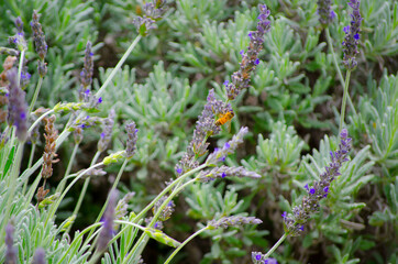 Rosmarinus officinalis or Rosemary with its beautiful purple flowers and the bee on it, in a botanic garden.