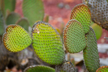 Green Paddle Cactus Opuntia hyptiacantha in a botanical garden.