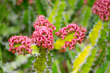 Euphorbia pseudocactus in a botanic garden.