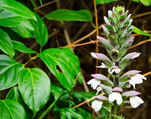 Acanthus mollis or bear's breeches with its beautiful white and purple flower in close-up at Botanical garden.