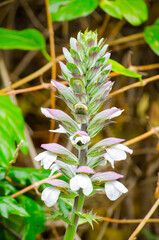 Acanthus mollis or bear's breeches with its beautiful white and purple flower in close-up at Botanical garden.